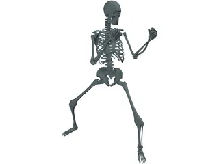 Skeleton 3D Model preview