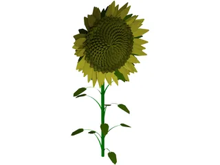Sunflower 3D Model preview