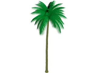 Palm Tree 3D Model preview