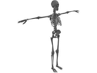 Skeleton 3D Model preview