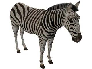 Zebra 3D Model preview
