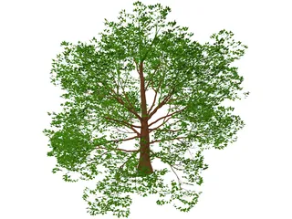 American Beech 3D Model preview