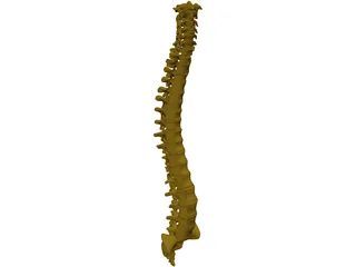 Human Spine 3D Model preview