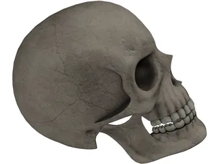 Skull 3D Model preview