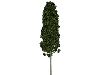 Carpinus Betulus Tree 3D Model preview