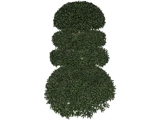 Buxux Semeprvirens Boxwood 3D Model preview