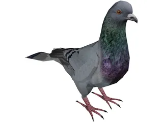 Pigeon 3D Model preview