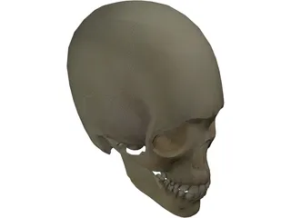 Skull 3D Model preview
