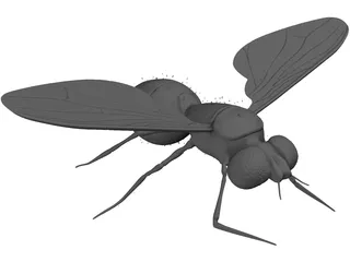 Fly 3D Model preview