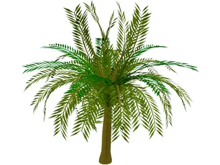 Palm Tree 3D Model preview