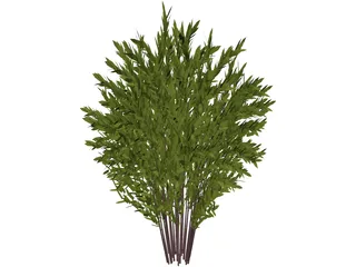 Nandina [Phyllostachys] 3D Model preview