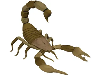 Scorpion - Buthidae Family - Hottentotta Species 3D Model preview