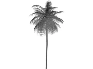 Palm Tree Caribean 3D Model preview