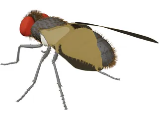 Fly Gray 3D Model preview