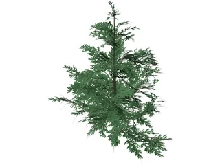 False Golden Larch 3D Model preview