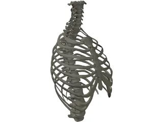 Thorax 3D Model preview