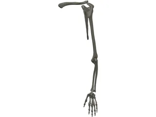 Extremity Upper 3D Model preview