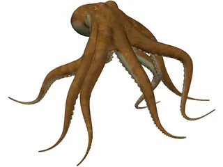 Octopus Vulgaris 3D Model preview