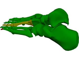 Foot Bone Female 3D Model preview
