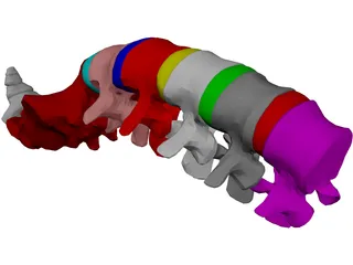 Lumbar Vertebrae Sacrum And Coccyx 3D Model preview