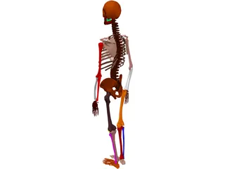 Skeleton Female 3D Model preview