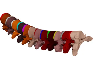 Vertebrae Thoracic 3D Model preview