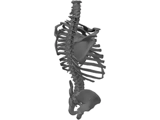 Torso Bone Male 3D Model preview