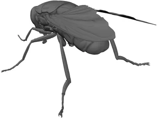 Fly 3D Model preview