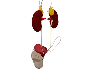 Urinary and Reproductive Systems Male 3D Model preview