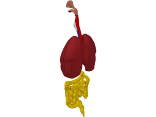 Digestive Tract and Respiratory 3D Model preview