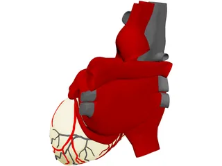Heart with Internal Parts 3D Model preview