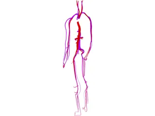 Circulatory System 3D Model preview