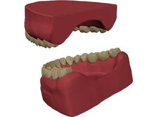 Teeth, Roots, Gums 3D Model preview