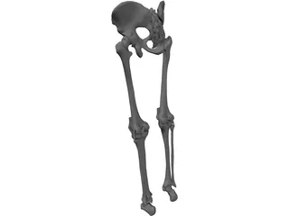 Knee 3D Model preview