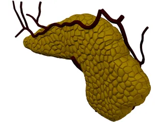Pancreas 3D Model preview