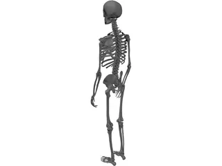 Skeleton Male 3D Model preview