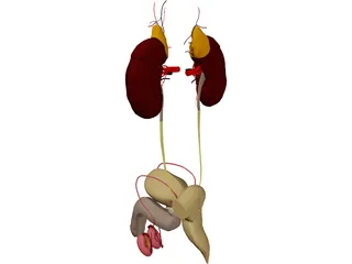 Prostate 3D Model preview
