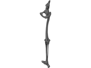 Skeletal Leg 3D Model preview