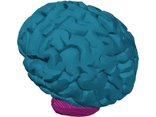 Brain Male 3D Model preview