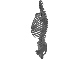 Torso 3D Model preview
