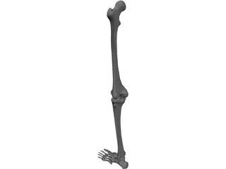 Leg Bone 3D Model preview