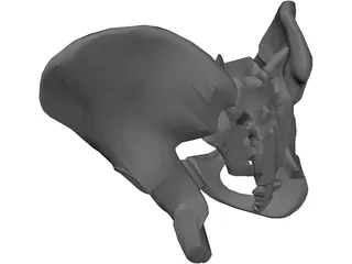Pelvis 3D Model preview