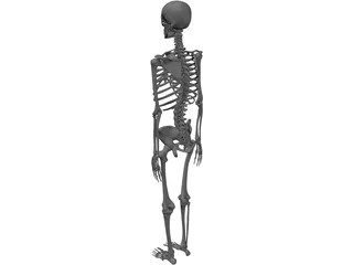 Skeleton 3D Model preview