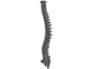 Vertebral Column 3D Model preview