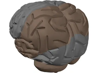 Brain Male 3D Model preview