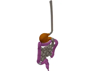 Digestive Tract Internal Organ 3D Model preview
