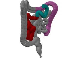 Intestines 3D Model preview