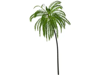 Palm Tree Cocoa 3D Model preview