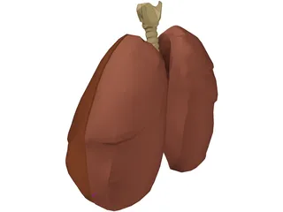 Respiratory Upper 3D Model preview