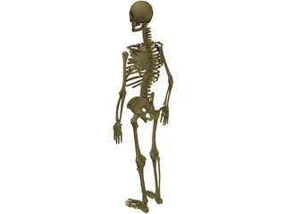 Skeleton Male 3D Model preview